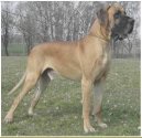 Deutsche Dogge
