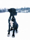 Deutsche Dogge