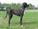 Deutsche Dogge