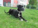 Deutsche Dogge
