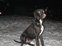 Deutsche Dogge