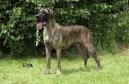 Deutsche Dogge