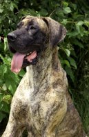 Deutsche Dogge