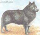 Nenets Herding Laika, Reindeer Herding Laika