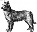 Berger de Picardie