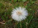 Tussilago farfara L