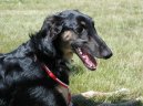 Chart Polski, Polish Greyhound