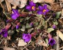 Primula