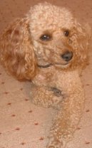 Poodle, Caniche