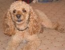 Poodle, Caniche