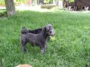 Pumi