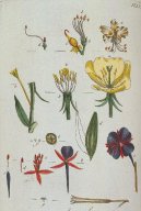 Oenothera biennis
