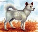 Sanshu Dog