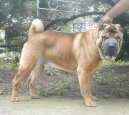Shar-Pei