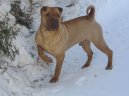 Shar-Pei