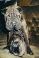 Shar-Pei