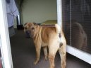 Shar-Pei