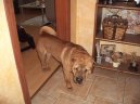 Shar-Pei