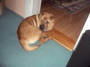 Shar-Pei