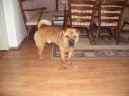Shar-Pei