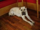 Shar-Pei