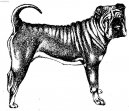 Shar-Pei