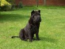 Shar-Pei