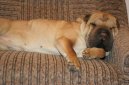 Shar-Pei