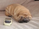 Shar-Pei
