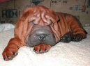 Shar-Pei