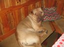 Shar-Pei