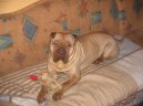 Shar-Pei