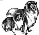 Shetland Sheepdog