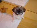 icu, Shih-Tzu
