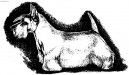 Scottish terrier