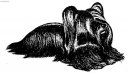 Skye Terrier