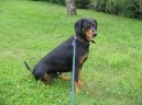Slovensky Kopov, Slovakian Hound