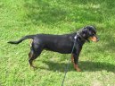 Slovensky Kopov, Slovakian Hound