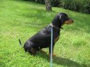 Slovensky Kopov, Slovakian Hound