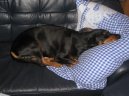 Slovensky Kopov, Slovakian Hound