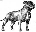 Staffordshire Bullterrier