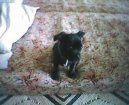 Staffordshire Bullterrier