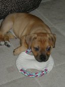 Staffordshire Bullterrier