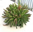 Stapelia
