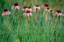 Echinacea angustifolia