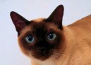 Thailand cat