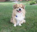 Tibetan Spaniel