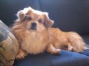 Tibetan Spaniel