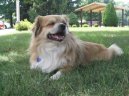Tibetan Spaniel