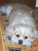 Tibetan Spaniel